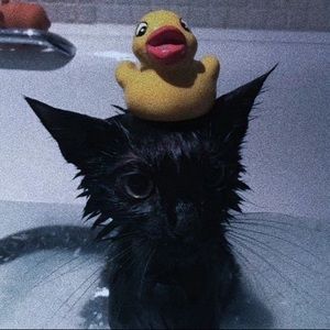 Meet your Posher, Dorian